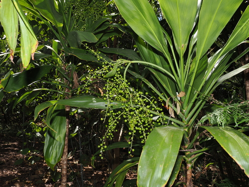 Cordyline manners-suttoniae, photograph 1