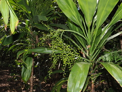 (c) Lucas Christofides, some rights reserved (CC BY) Cordyline manners-suttoniae, photograph (c) Lucas Christofides, some rights reserved (CC BY)