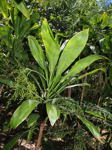 Cordyline manners-suttoniae, photograph 2