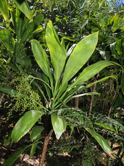 (c) Lucas Christofides, some rights reserved (CC BY) Cordyline manners-suttoniae, photograph (c) Lucas Christofides, some rights reserved (CC BY)