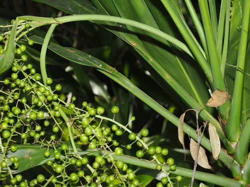 Cordyline manners-suttoniae, photograph 3