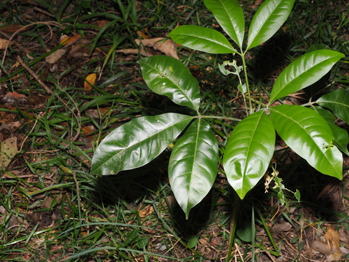 Melicope elleryana, photograph 3
