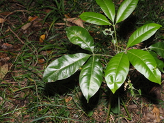 Melicope elleryana, photograph (c) Lucas Christofides, some rights reserved (CC BY)