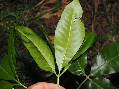 Melicope elleryana, photograph 4