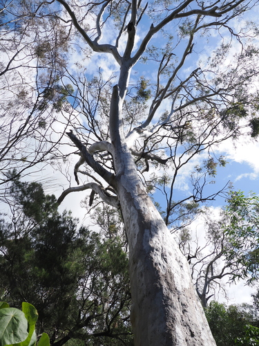 Eucalyptus racemosa, photograph 5