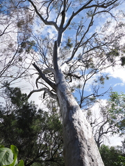 (c) Lucas Christofides, some rights reserved (CC BY) Eucalyptus racemosa, photograph (c) Lucas Christofides, some rights reserved (CC BY)