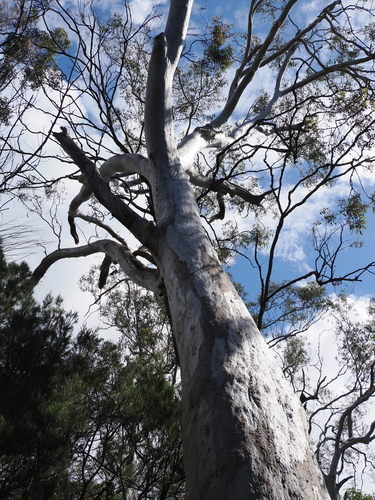 Eucalyptus racemosa, photograph 4