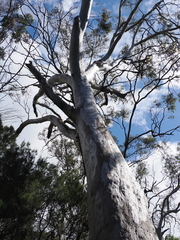 (c) Lucas Christofides, some rights reserved (CC BY) Eucalyptus racemosa, photograph (c) Lucas Christofides, some rights reserved (CC BY)