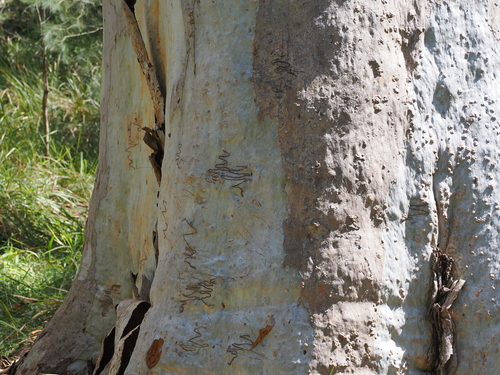Eucalyptus racemosa, photograph 6