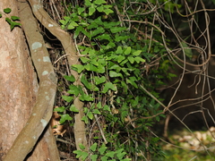Lygodium microphyllum, photograph (c) Lucas Christofides, some rights reserved (CC BY)