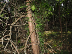 Lygodium microphyllum, photograph (c) Lucas Christofides, some rights reserved (CC BY)