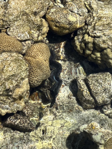 Small Giant Clam