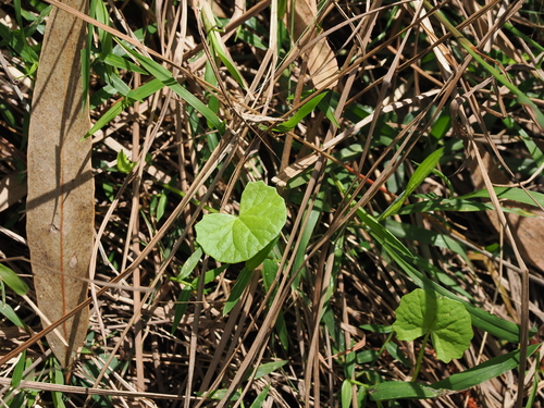 Centella asiatica, photograph 3