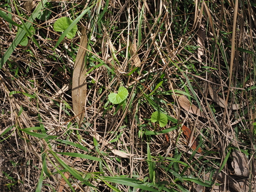 Centella asiatica, photograph 4