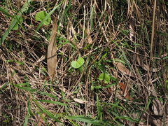 Centella asiatica, photograph (c) Lucas Christofides, some rights reserved (CC BY)