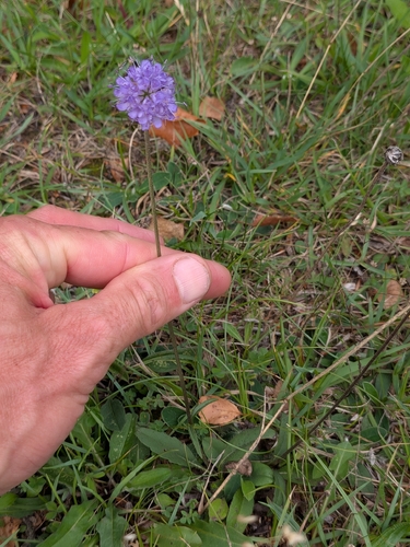 Devil's-bit Scabious