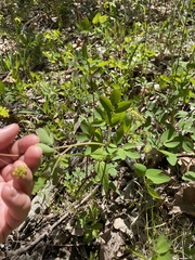 Taenidia integerrima