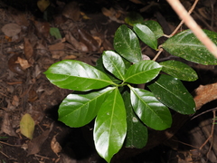 Viburnum odoratissimum