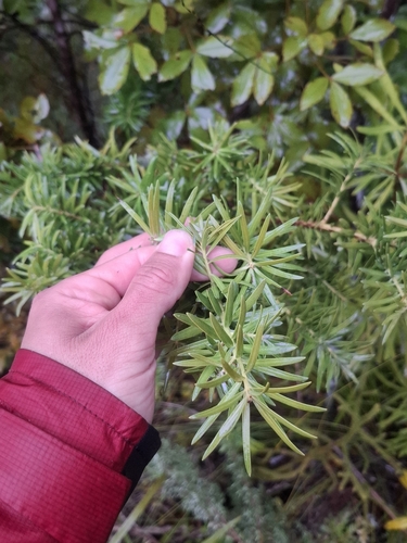 Halocarpus kirkii