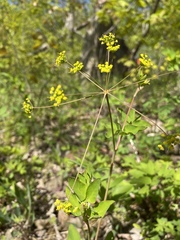 Taenidia integerrima