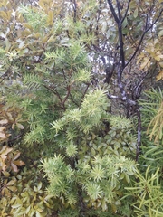 Halocarpus kirkii, photograph (c) Sean T, some rights reserved (CC BY)