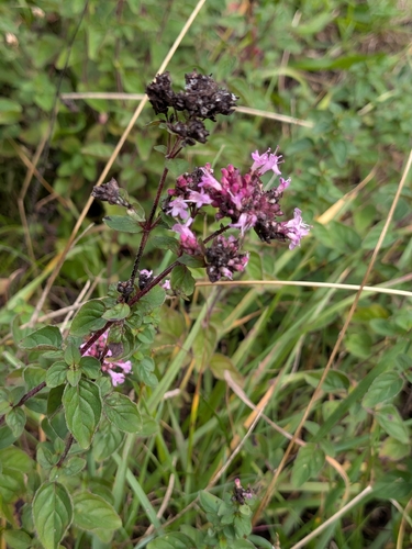 Oregano