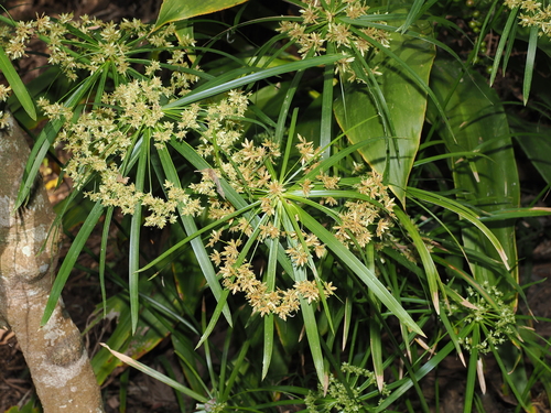 Cyperus alternifolius, photograph 5