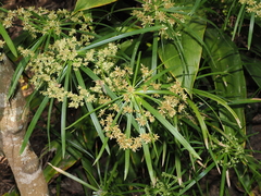 Cyperus alternifolius, photograph (c) Lucas Christofides, some rights reserved (CC BY)