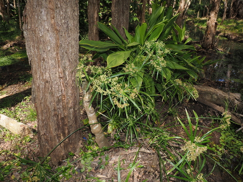 Cyperus alternifolius, photograph 6