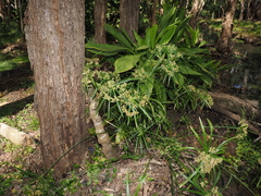 Cyperus alternifolius, photograph (c) Lucas Christofides, some rights reserved (CC BY)