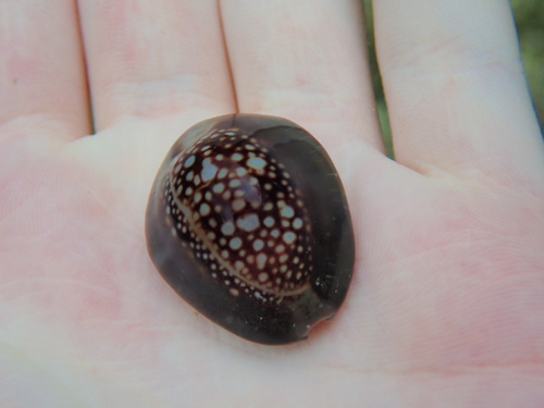 Cypraea caputserpentis observed 2026-08-29