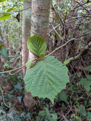common hazel