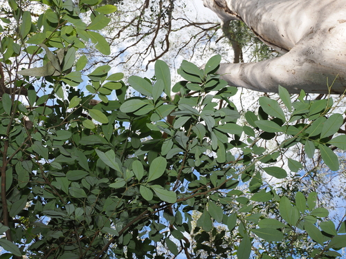 Guioa semiglauca, photograph 6