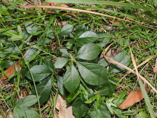 Clematicissus opaca, photograph 2