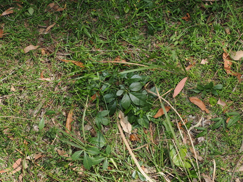 Clematicissus opaca, photograph 3