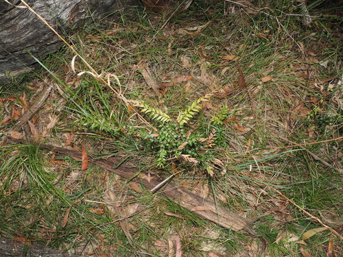 Austromyrtus dulcis, photograph 2