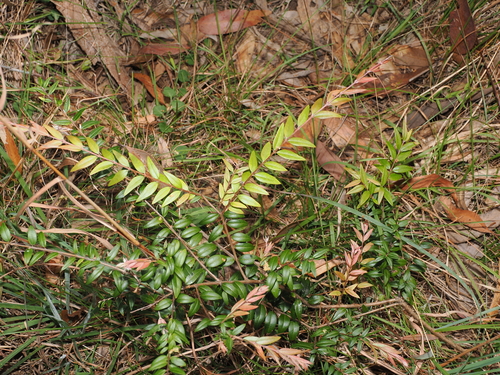 Austromyrtus dulcis