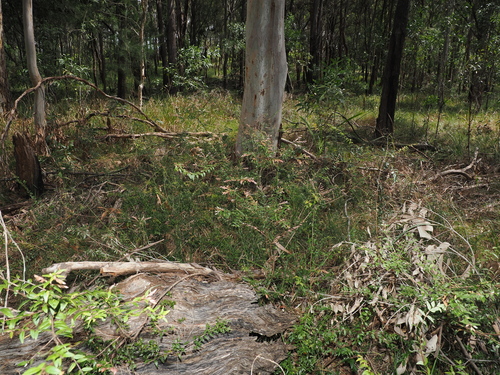 Austromyrtus dulcis, photograph 3