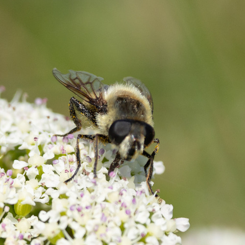 Orange-spotted Drone Fly