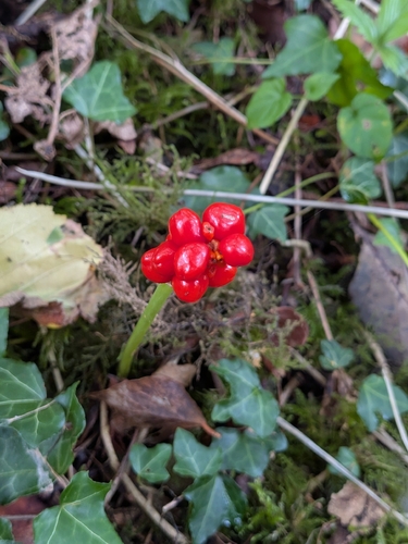 Cuckoo-pint