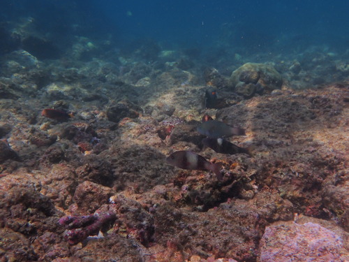 Parupeneus insularis observed 2026-08-29
