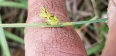 Carex meadii