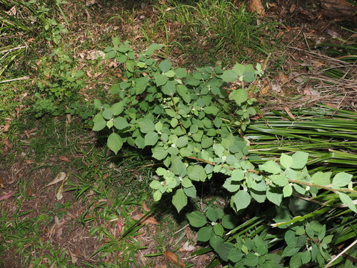 Triumfetta rhomboidea, photograph 4