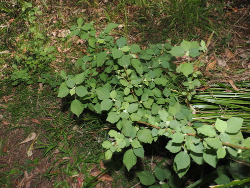 Triumfetta rhomboidea, photograph 3