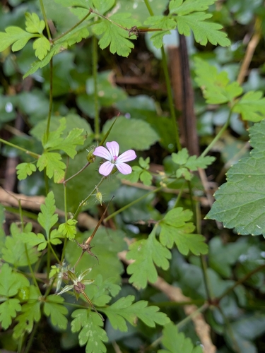 Herb Robert