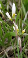 Sisyrinchium albidum