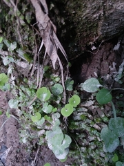 Woodwardia areolata