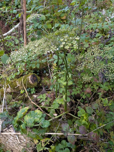 hogweed