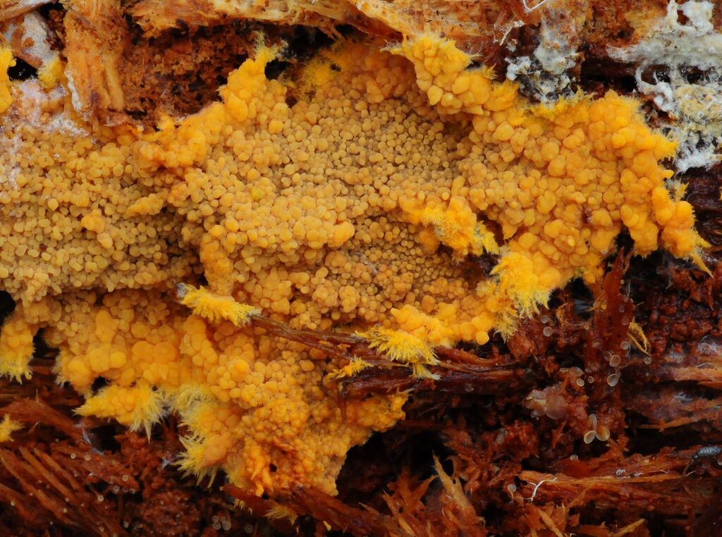 Phlebia femsjoeensis