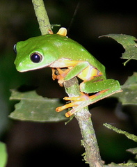 Callimedusa tomopterna